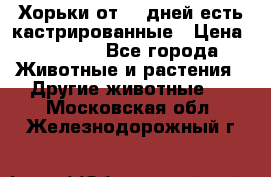   Хорьки от 35 дней есть кастрированные › Цена ­ 2 000 - Все города Животные и растения » Другие животные   . Московская обл.,Железнодорожный г.